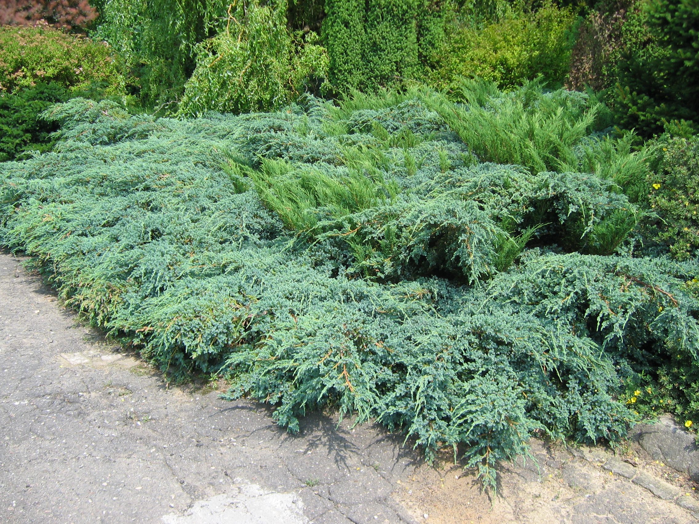Juniperus-x-pfitzeriana.jpeg