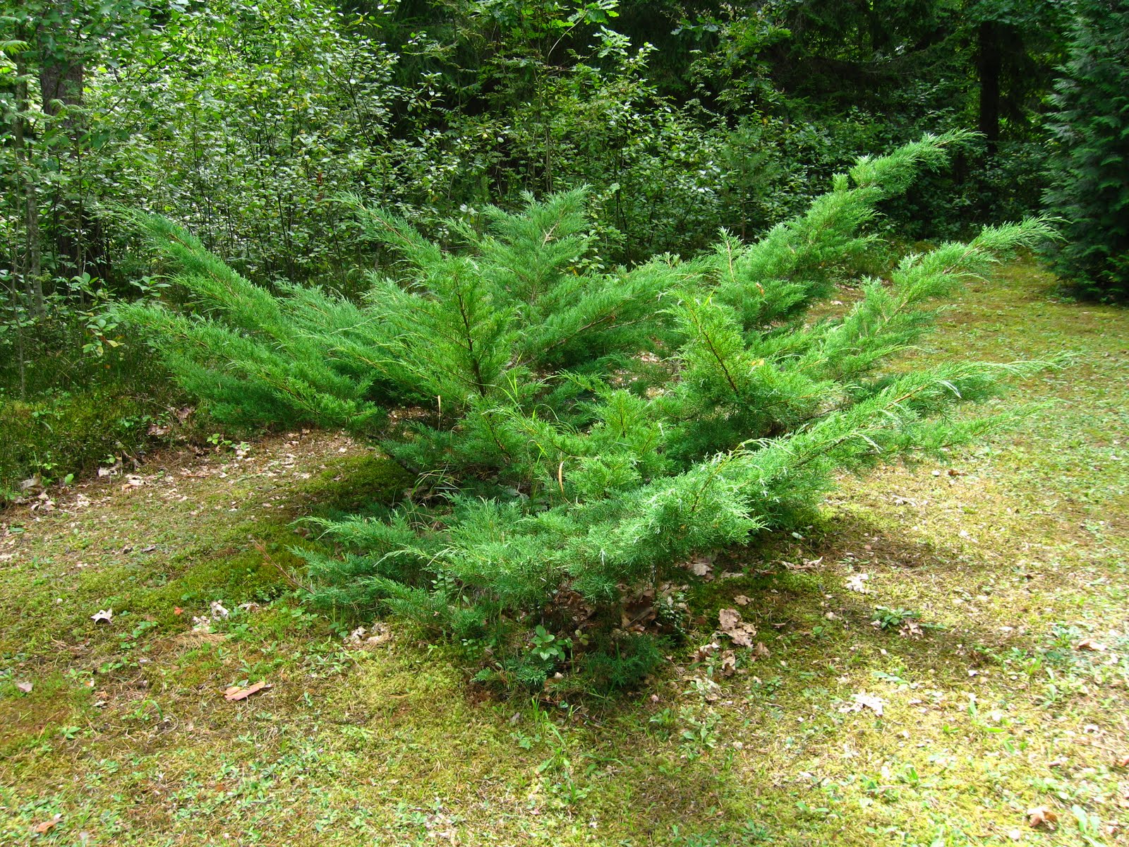 Podlaskie_-_Suprasl_-_Kopna_Gora_-_Arboretum_-_Juniperus_horizontalis_'Plumosa'_-_plant.JPG