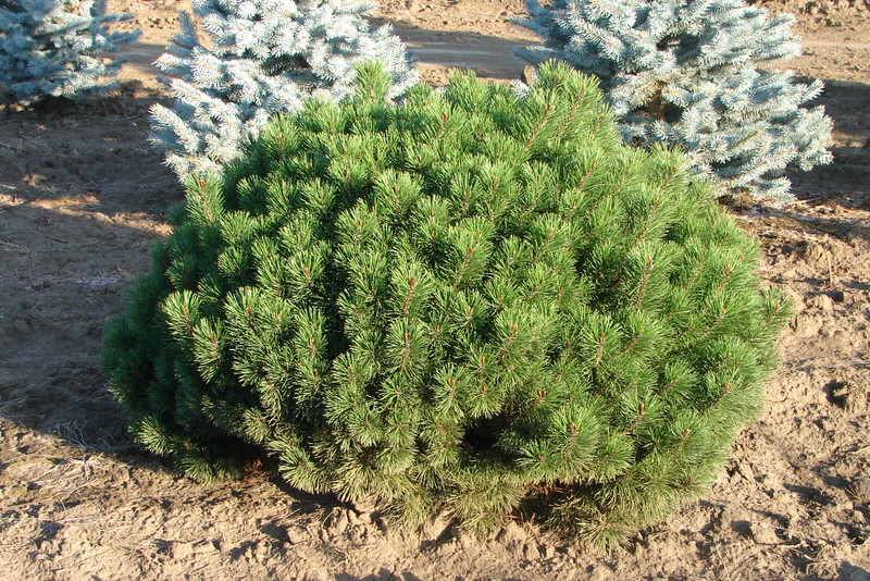 Pinus_Mugo_Mughos.JPG