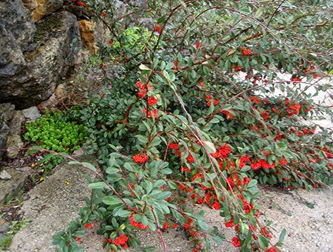 cotoneaster 7.jpg