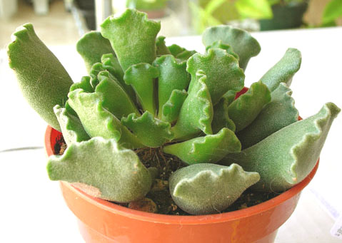 adromischus_cristatus.jpg