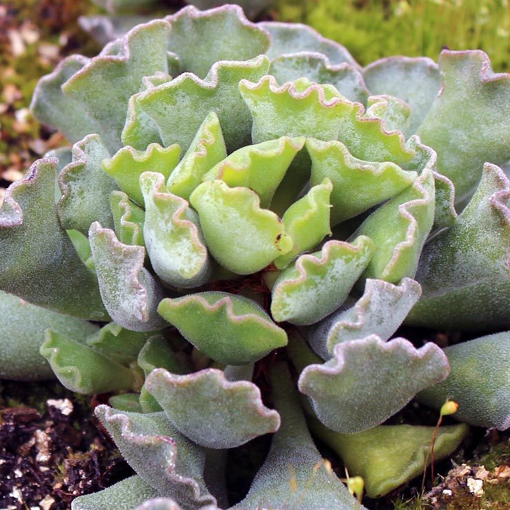 adromischus-cristatus__62699.1406313639.740.740.jpg