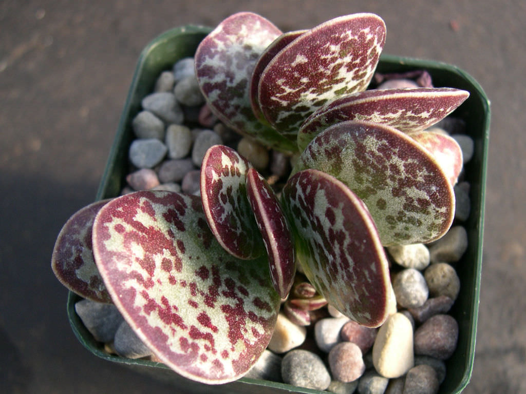 Adromischus-maculatus-Calico-Hearts2.jpg