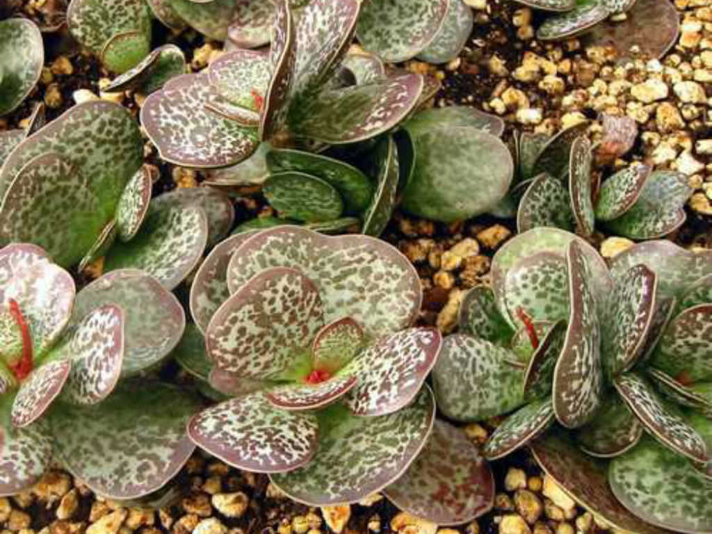 Adromischus-maculatus-Calico-Hearts3.jpg