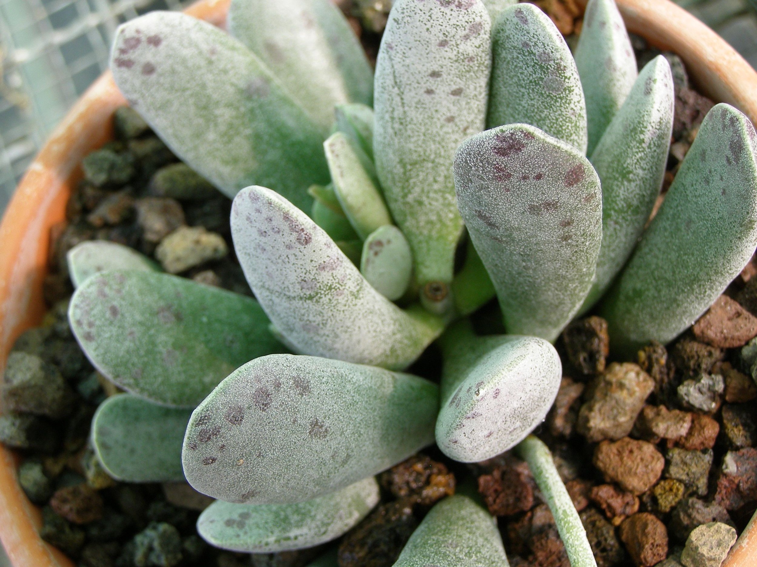 adromischus-mammillaris.jpg