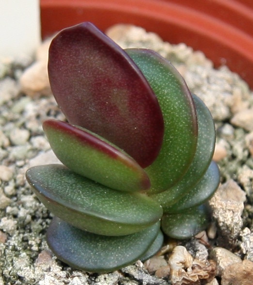 Adromischus_subdistichus_01.jpg