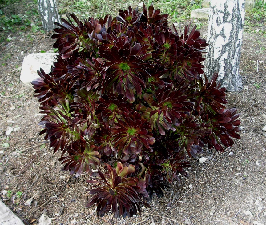 Aeonium arboreum Atropurpureum.jpg