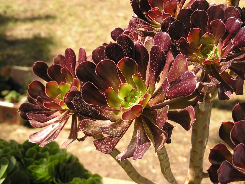 Aeonium_arboreum-830x623.jpg