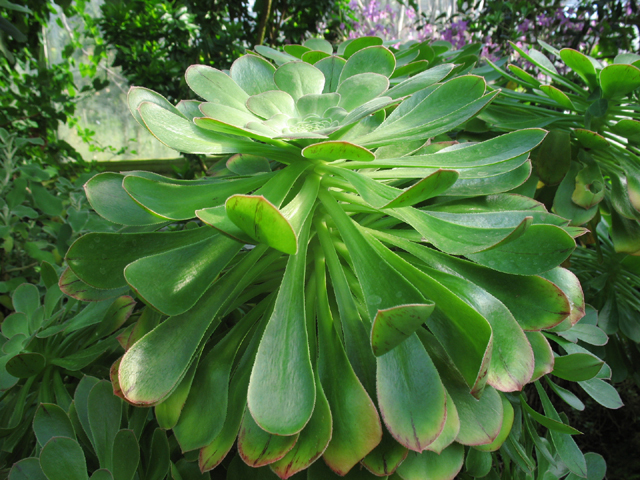 aeonium_holochrysum_0892.jpg