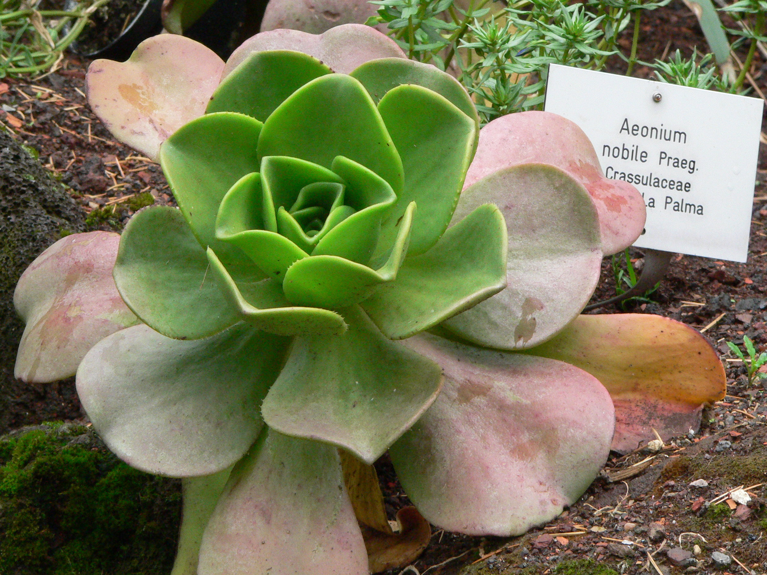 Aeonium_nobile.jpg