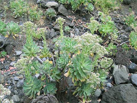 aeonium_percarneum.jpg