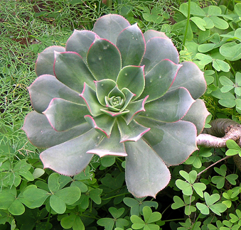 aeonium_percaeum.jpg