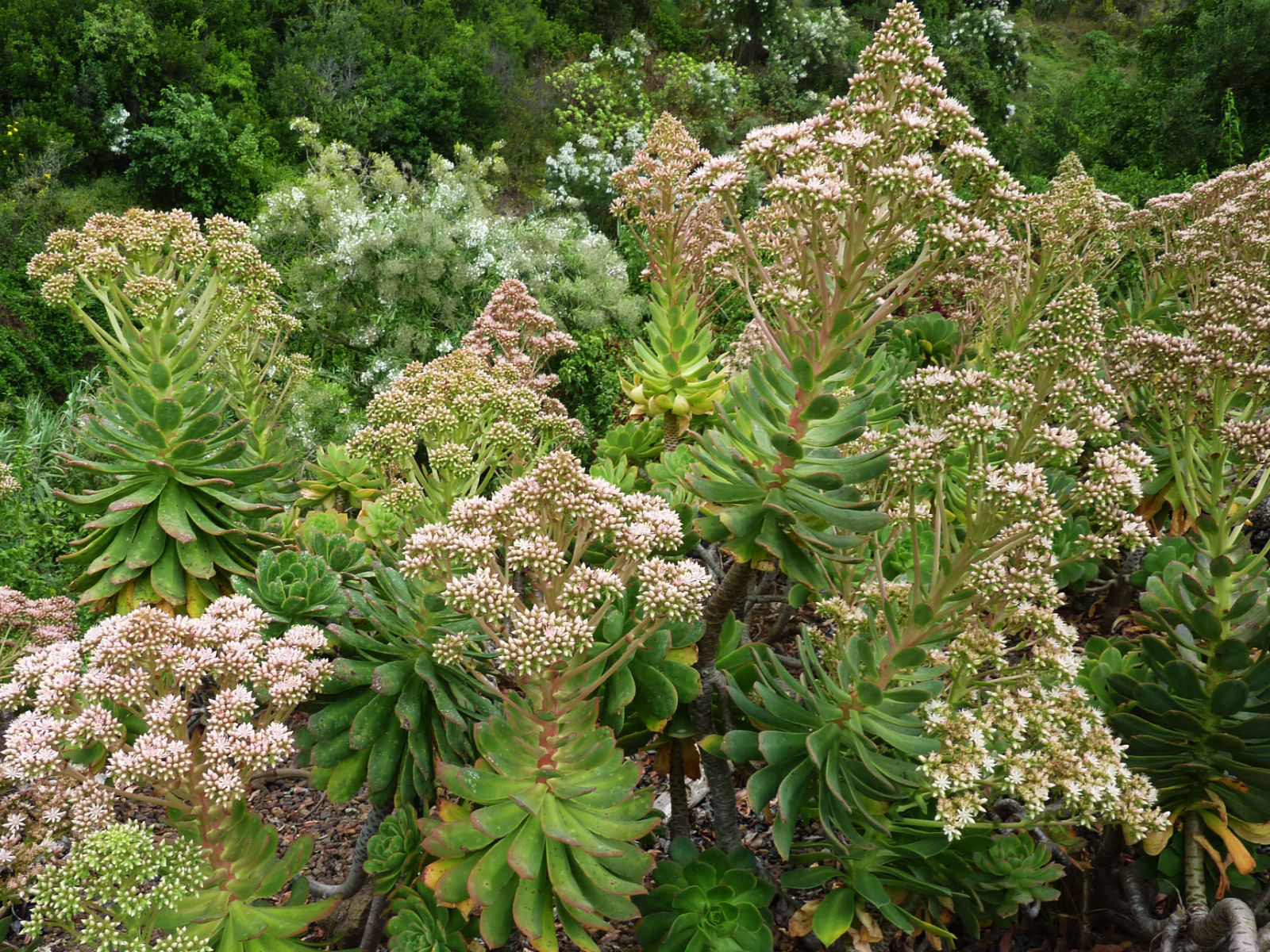 Aeonium-percarneum1.jpg