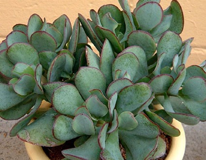 Crassula_arborescens3-max-500.jpg