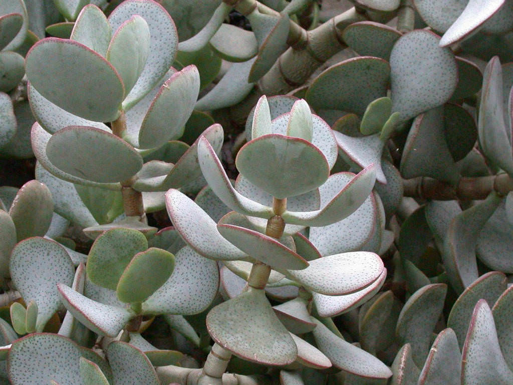 Crassula-arborescens-Silver-Dollar-Plant22.jpg