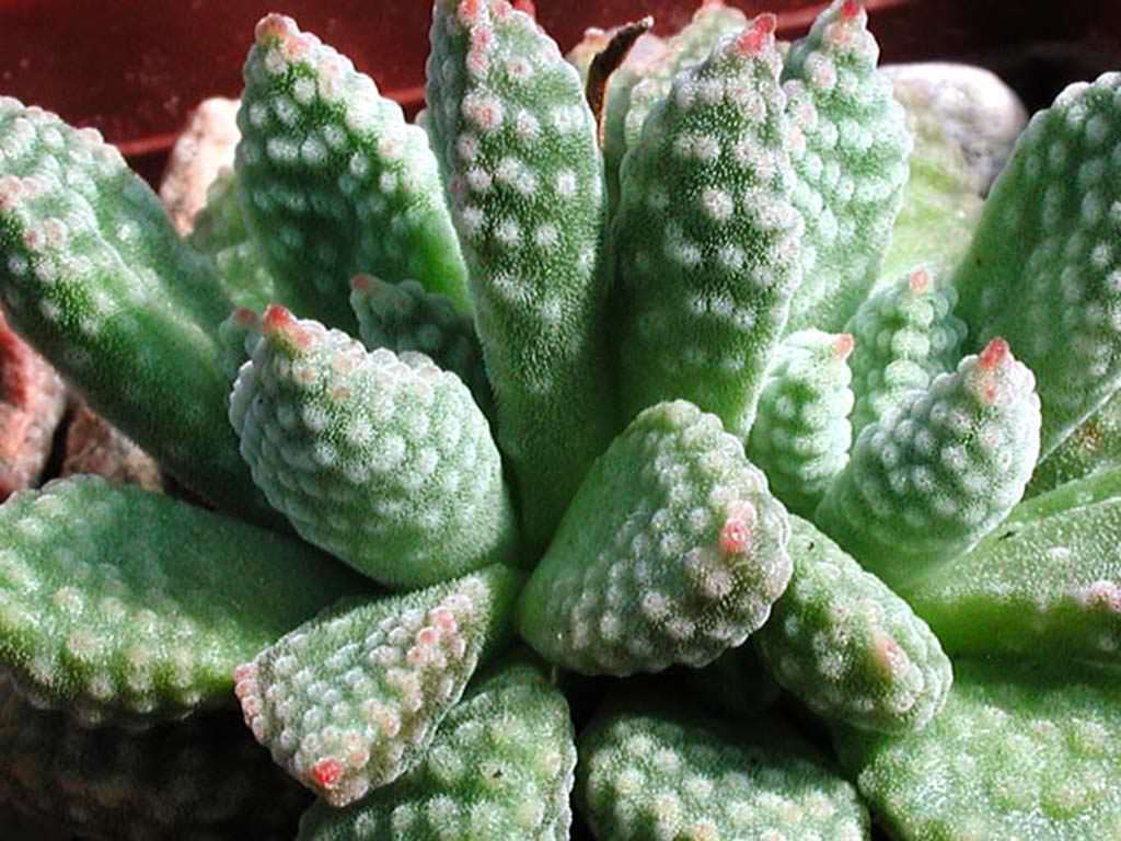 Crassula-ausensis-subsp.-titanopsis2.jpg