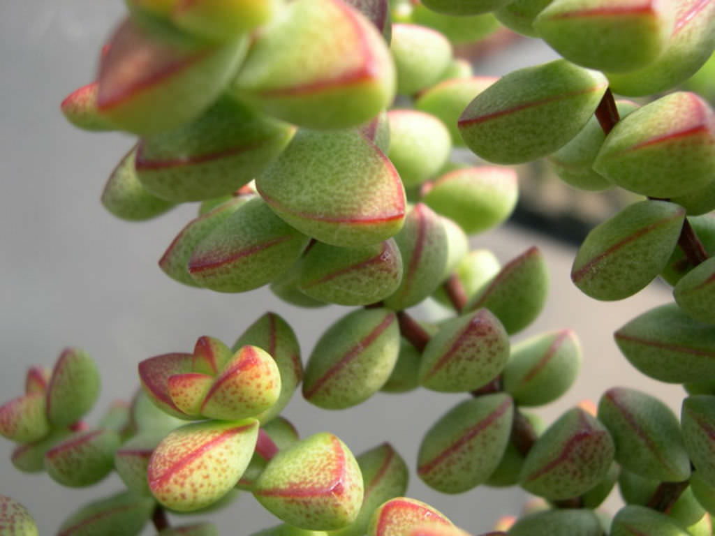 Crassula-brevifolia1.jpg