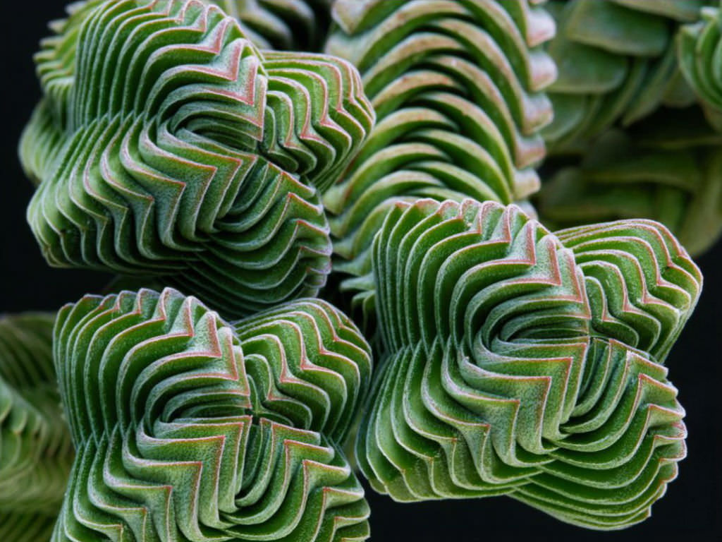 Crassula-‘Buddha’s-Temple’.jpg