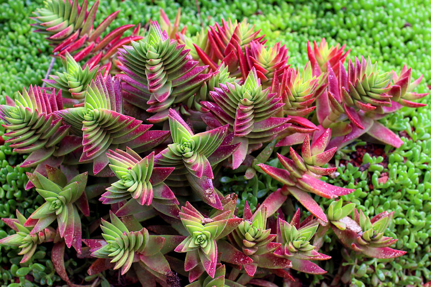 crassula_capitella_red_pagoda_02.jpg