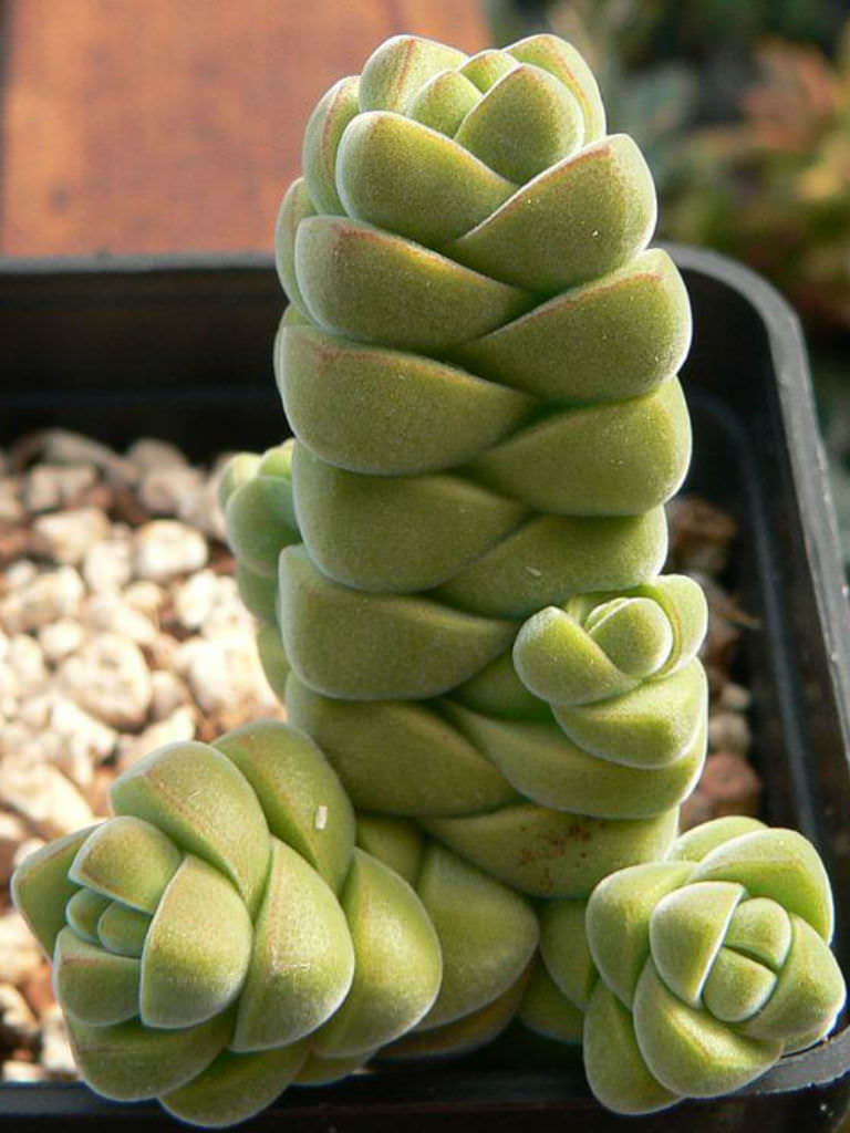 Crassula-columella3.jpg