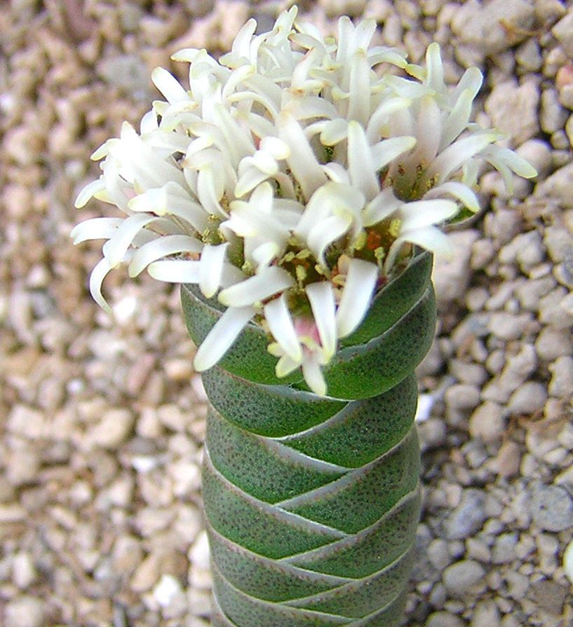 Crassula_columnaris1_large.jpg