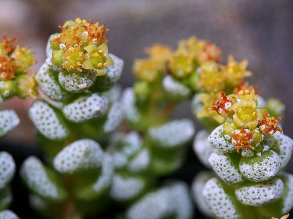 Crassula-corallina-Coral-Crassula.jpg