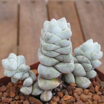 390651_120304081523_Crassula_deceptor2.JPG