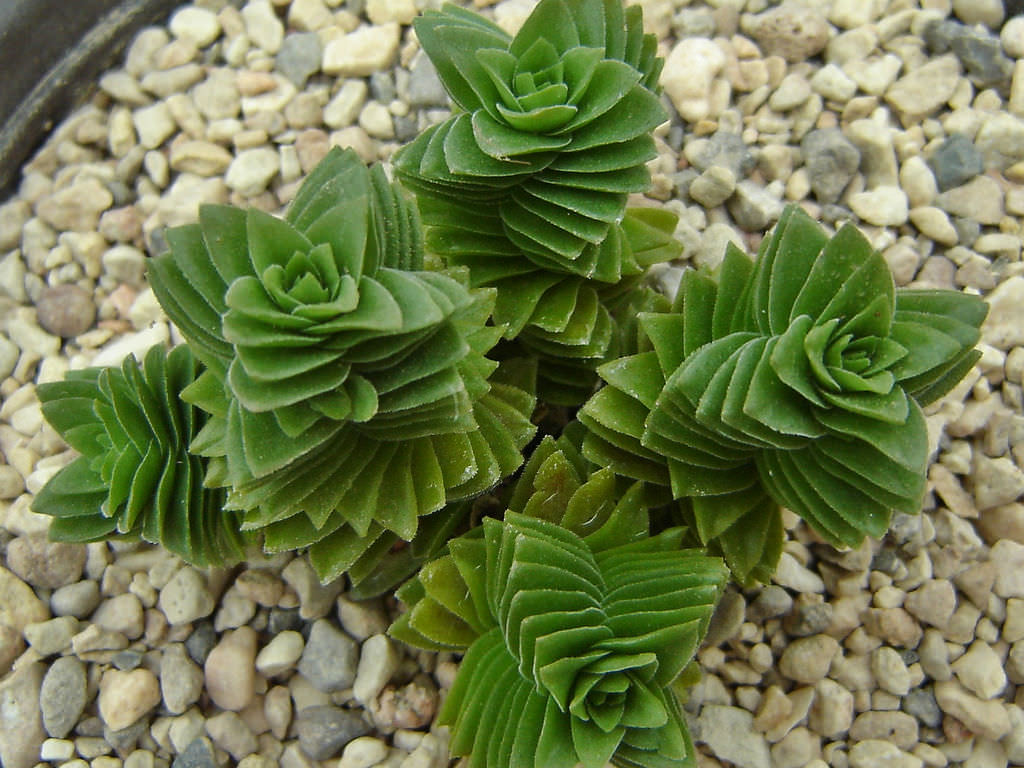 Crassula-Estagnol2.jpg