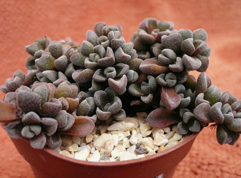 Crassula-Fernwood-lb.jpg