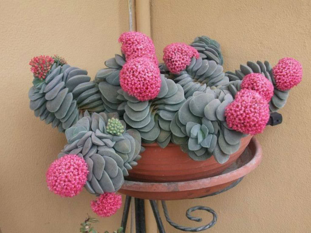 Crassula-‘Morgan’s-Beauty’.jpg