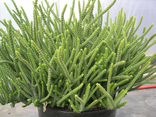 Crassula muscosa muscosa 3.jpg