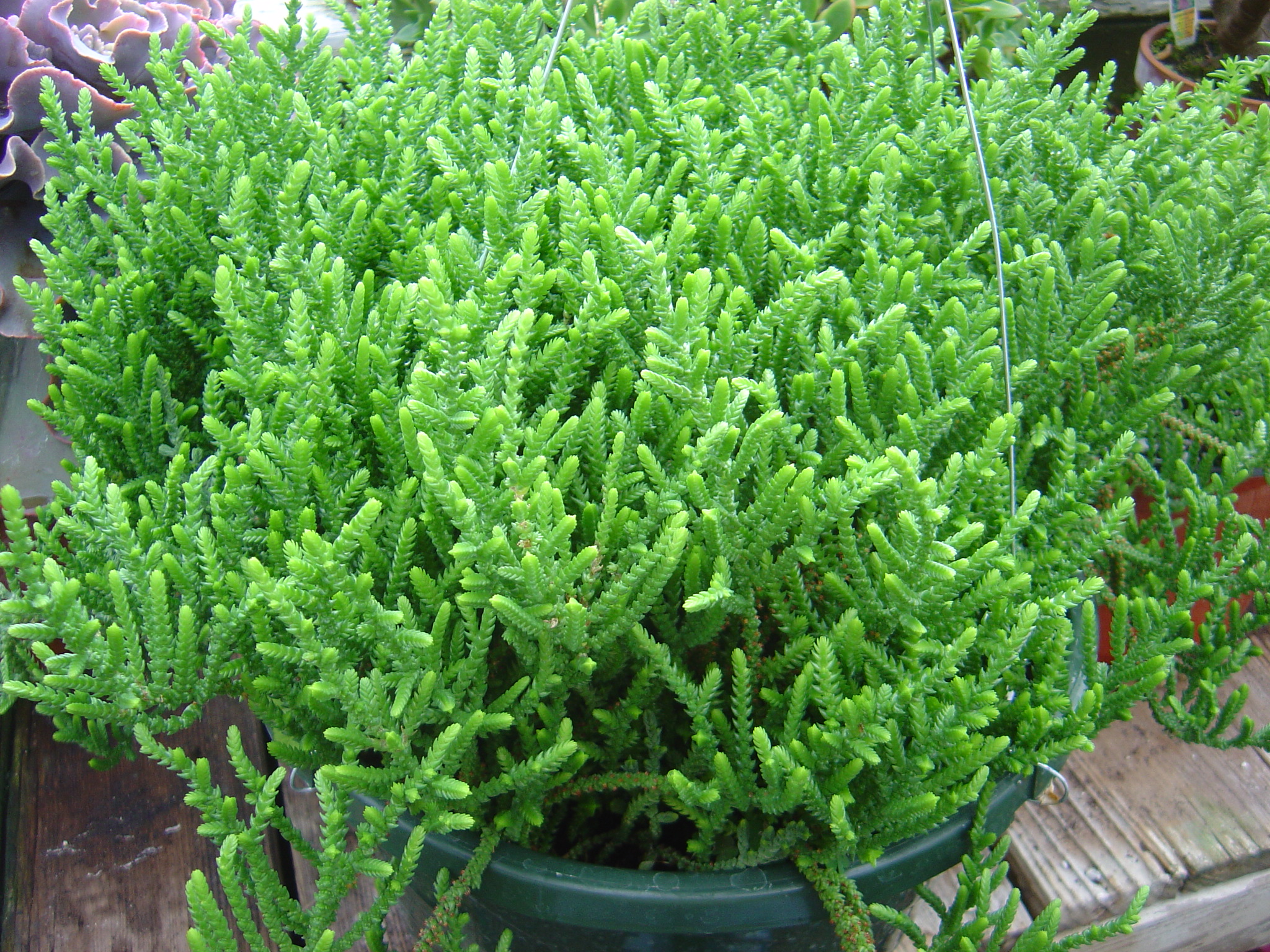 crassula_muscosa_pseudolycopodiodes.jpg