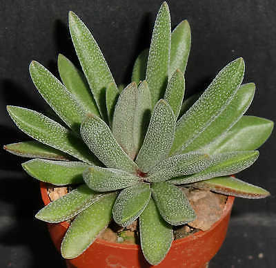 Crassula-Nudicaulis-Hirta-Succulent-Plant.jpg