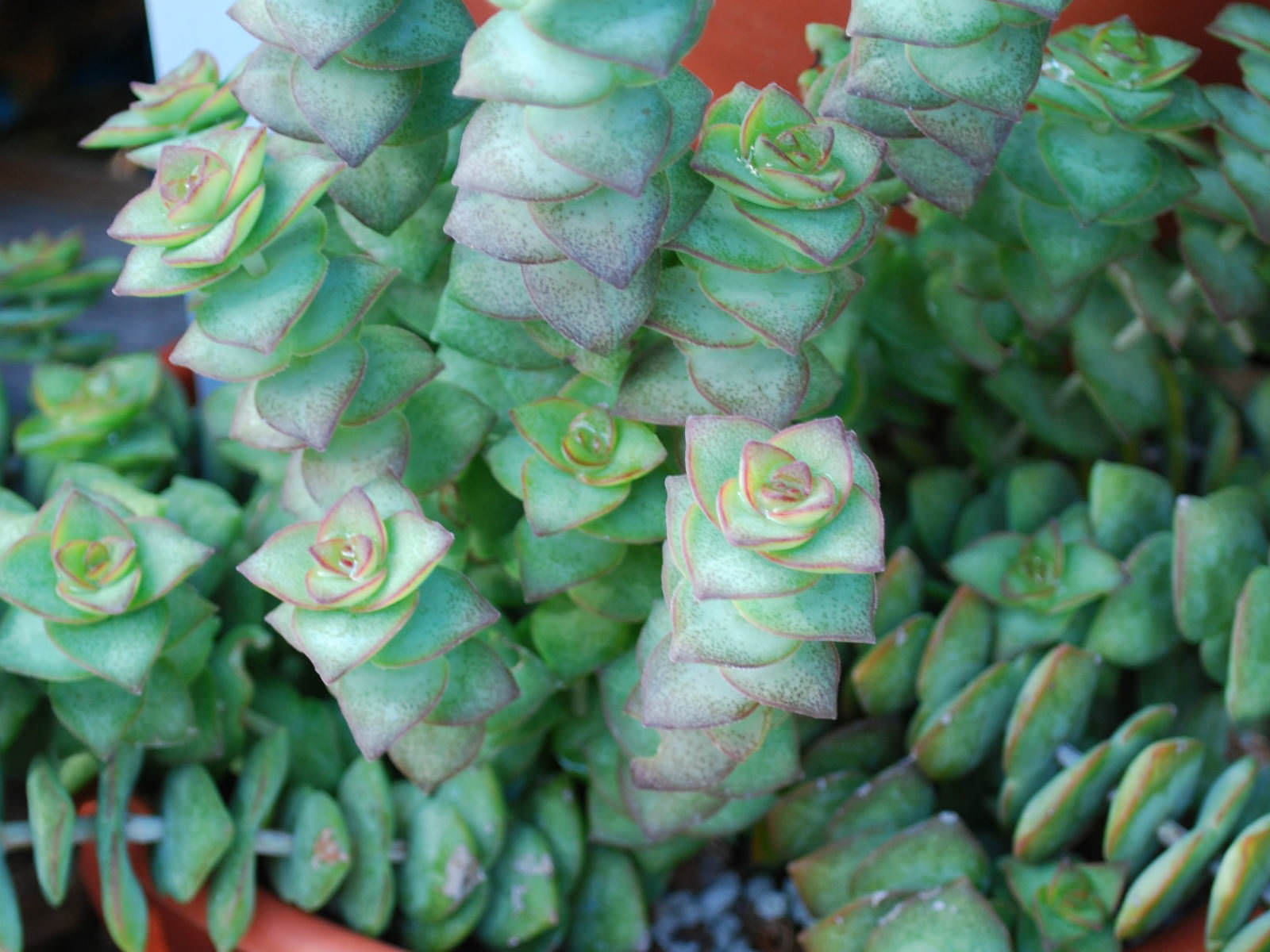 Crassula-perforata.jpg