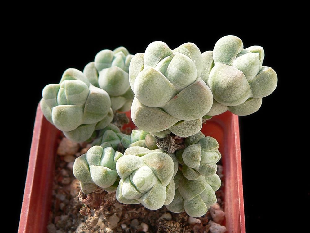 Crassula plegmatoides, Holgat, MG 2341.2.jpg