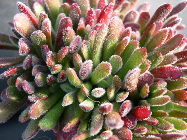 crassula-pubescens-ssp-pubescens.jpg