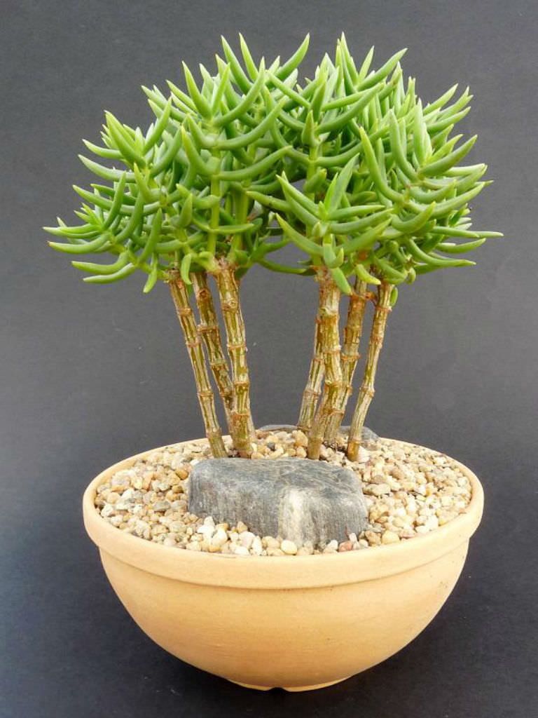 Crassula-tetragona-Miniature-Pine-Tree1.jpg