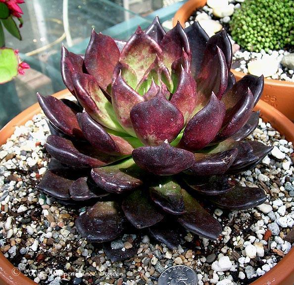 echeveria 'Black Prince'01.jpg