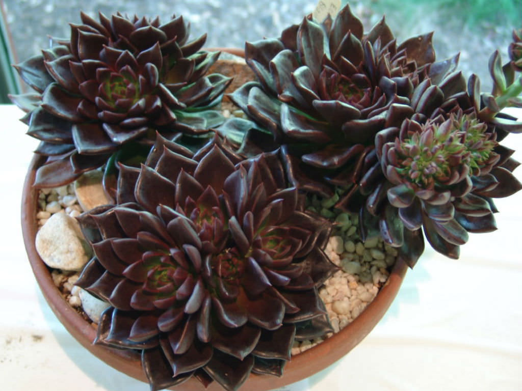 Echeveria-Black-Prince1.jpg