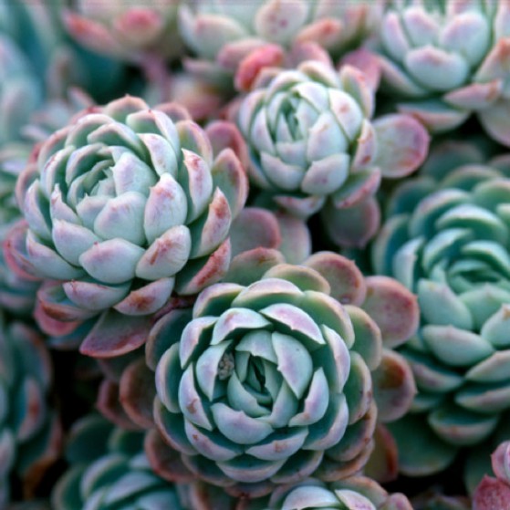 echevaria_elegans.jpg