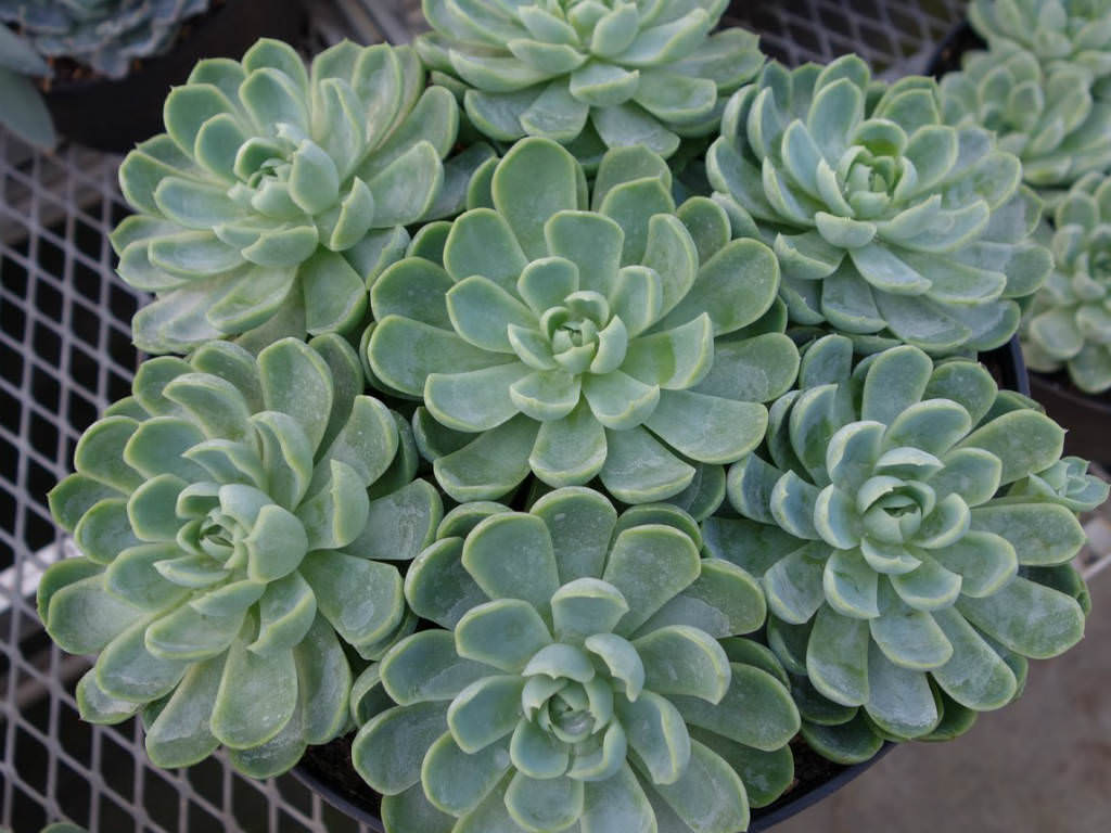 Echeveria-elegans.jpg