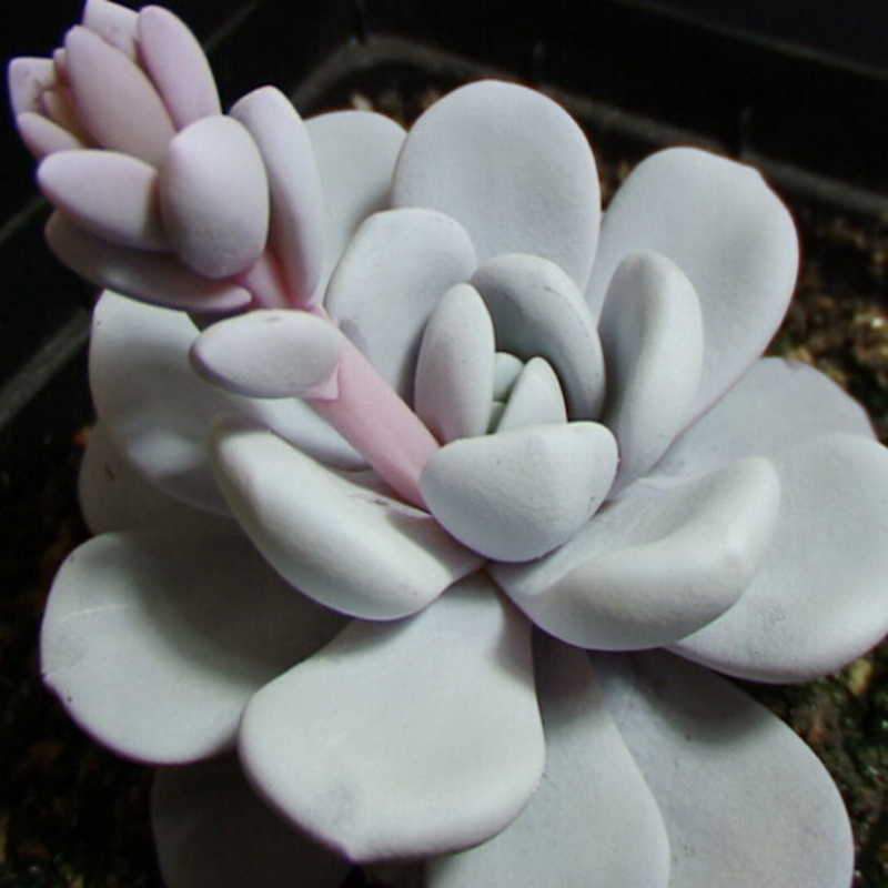 10pcs-Bag-Echeveria-Laui-Seeds-Snow-Lotus-Seed-Meaty-Plant-Seeds-Office-Plant-Mini-Plant-Office.jpg