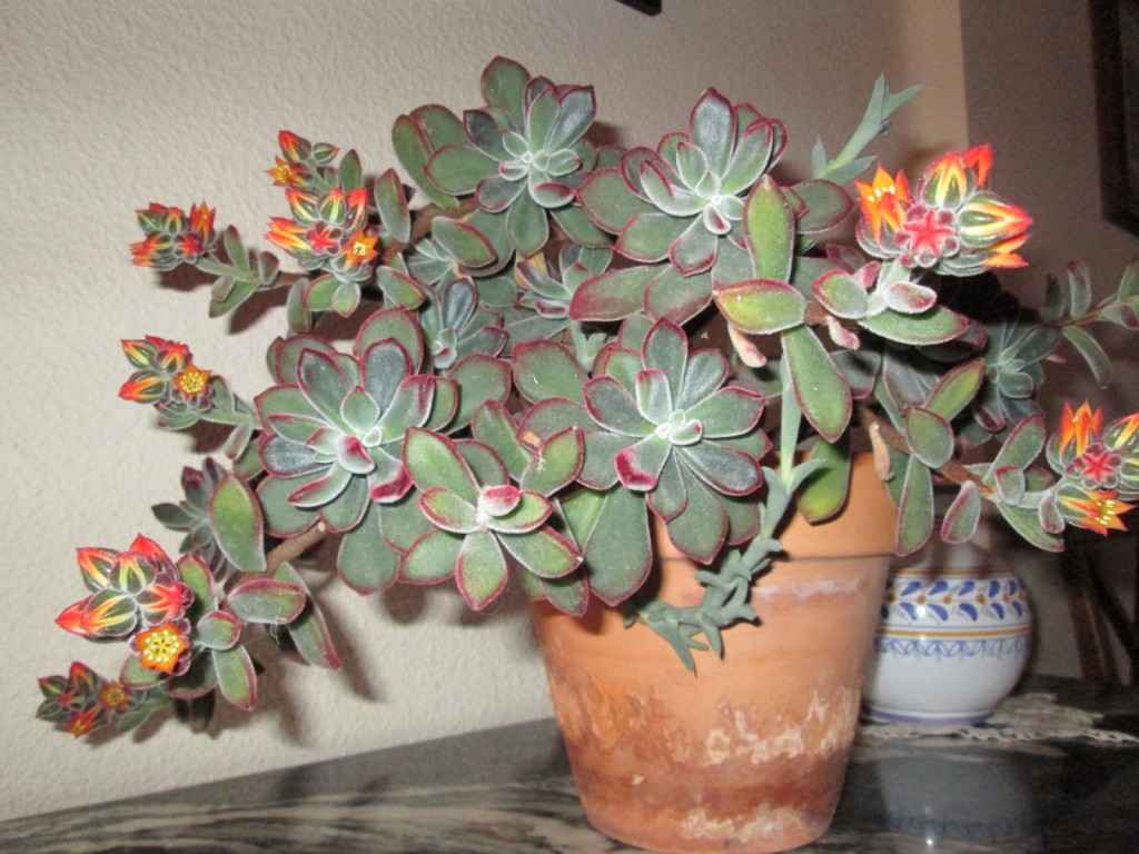 echeveria.jpg