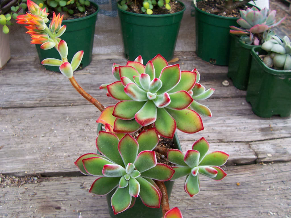 Echeveria-pulvinata-Ruby-Blush1.jpg