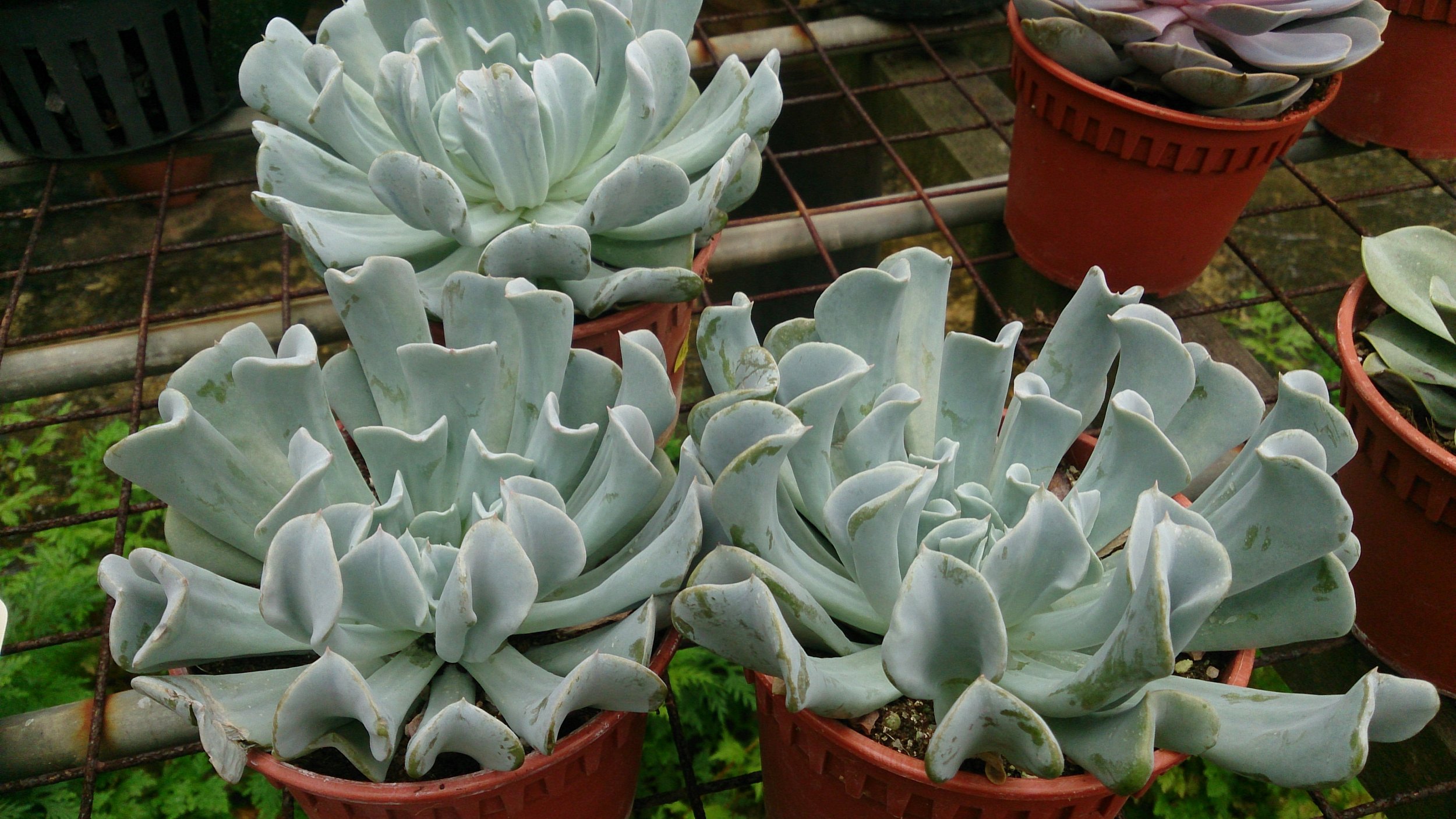 Echeveria_'Topsy_Turvy'_(Echeveria_runyonii)_1.jpg