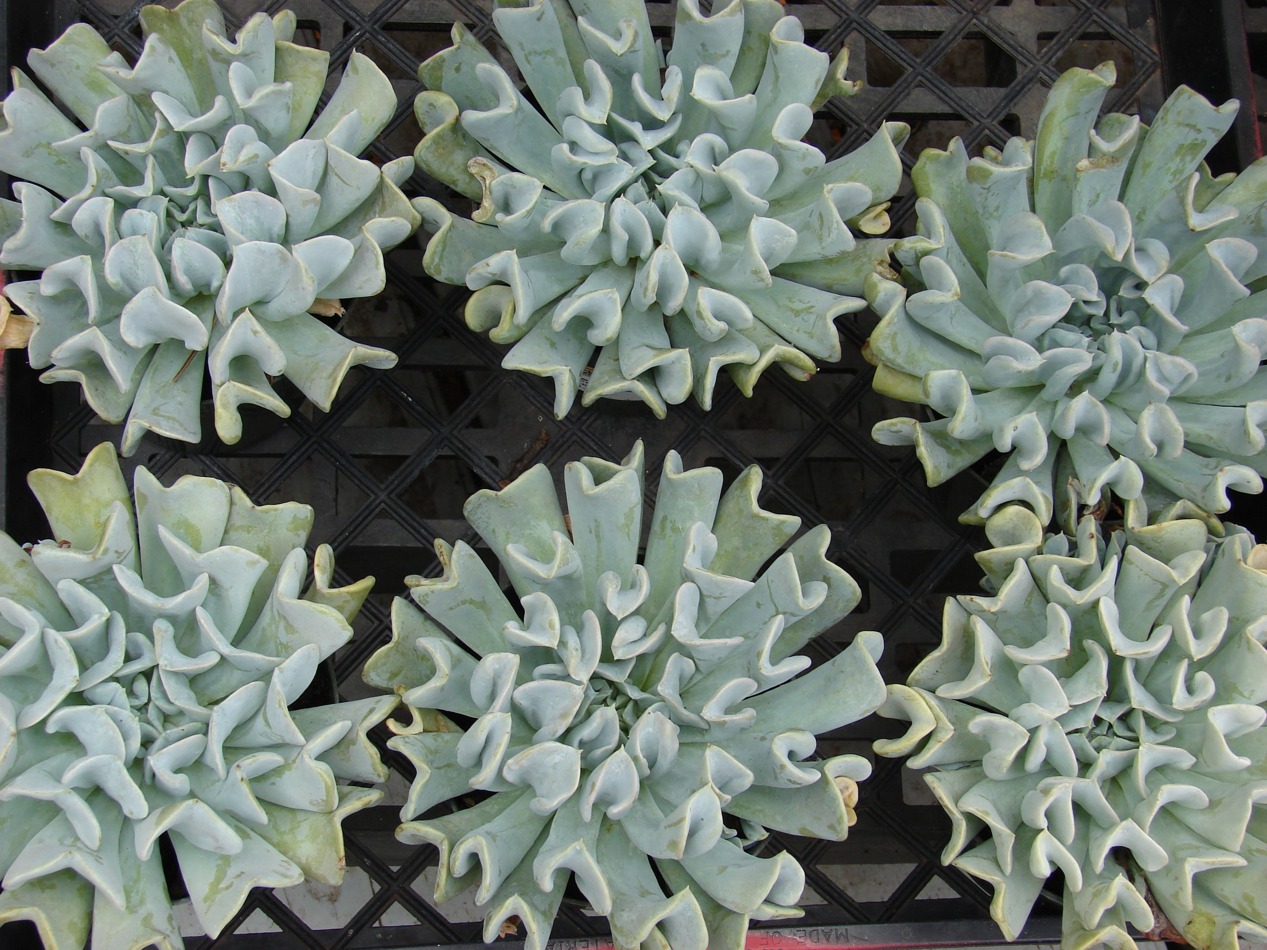 Echeveria_runyonii_'Topsy_Turvy',_Maui,_Hawaii_-_20070906-01.jpg