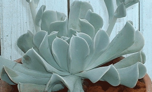 Echeveria-runyonii-Topsy-T.jpg