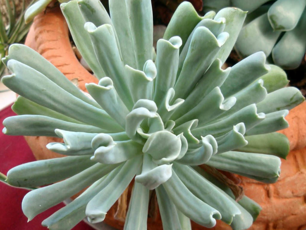 Echeveria-runyonii-Topsy-Turvy-Mexican-Hen-and-Chicks4.jpg