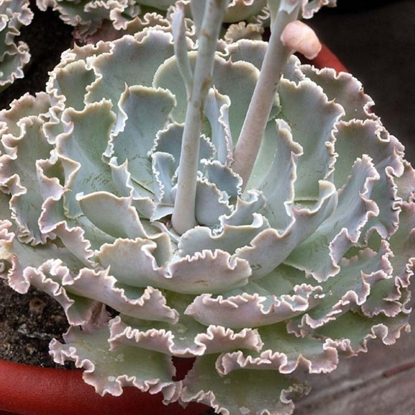 Fresh-Rare-font-b-Echeveria-b-font-shaviana-Seeds-bonsai-font-b-Succulent-b-font-font.jpg