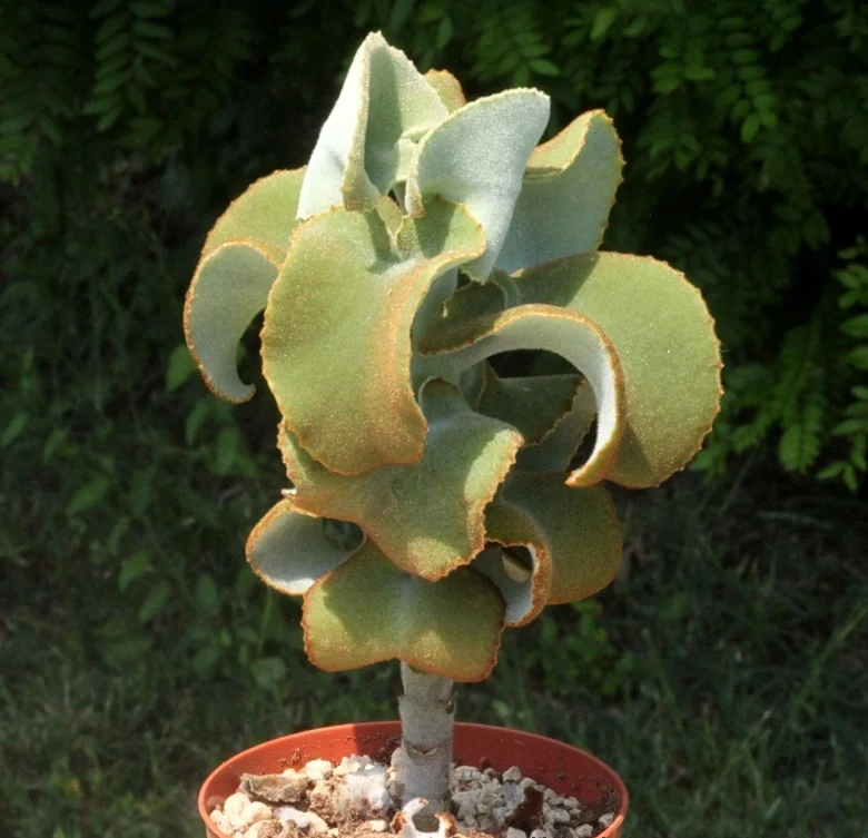 Kalanchoe_beharensis_16291_l.jpg